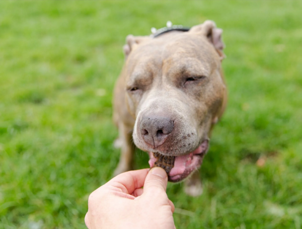 Irish Beef-Snack, Beef Bites mit Kelp-Alge